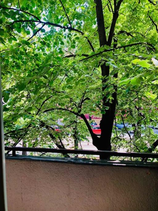 Joy Prefectura 12 * Timisoara